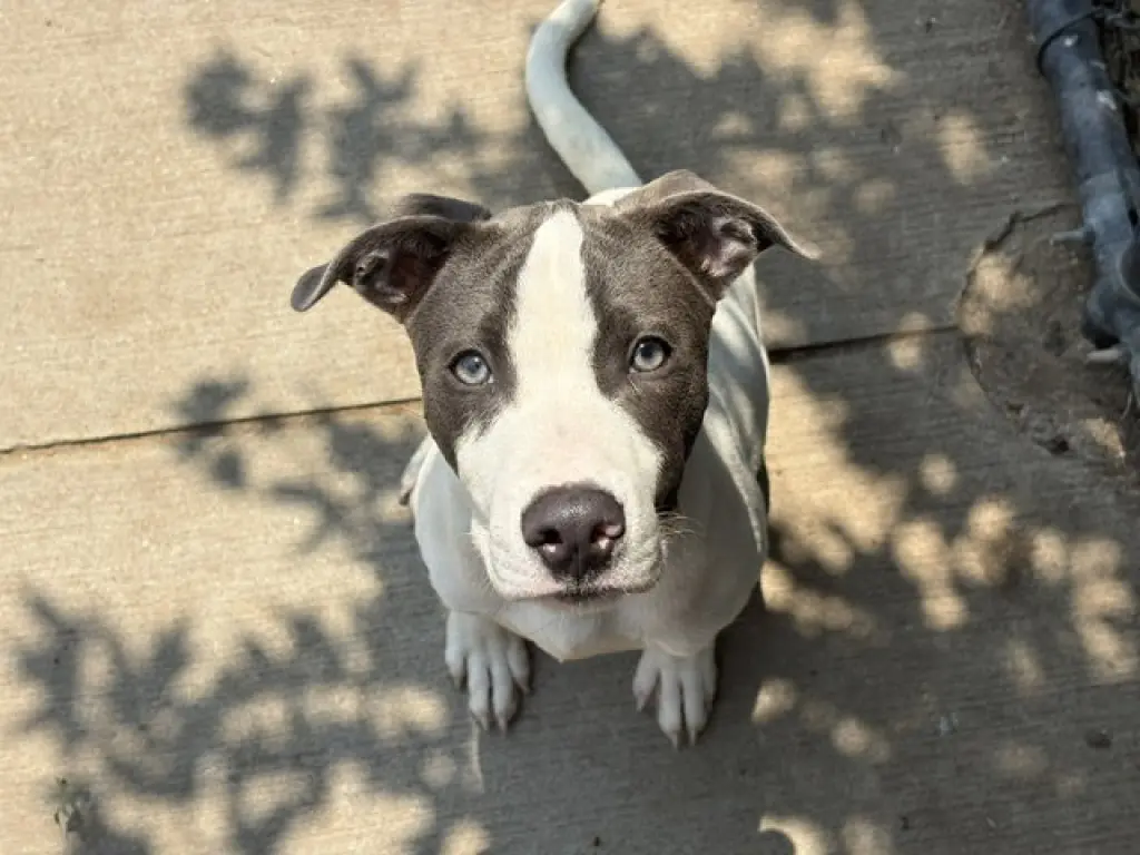 CHESTER