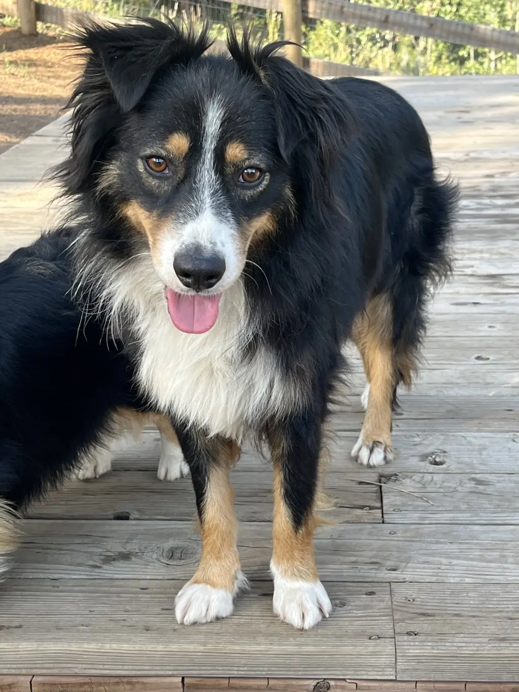 Chevy