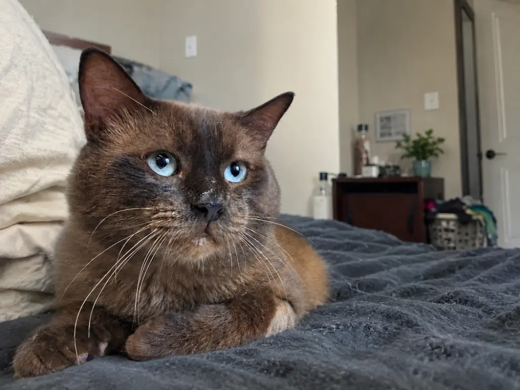 Colonel McNibbles