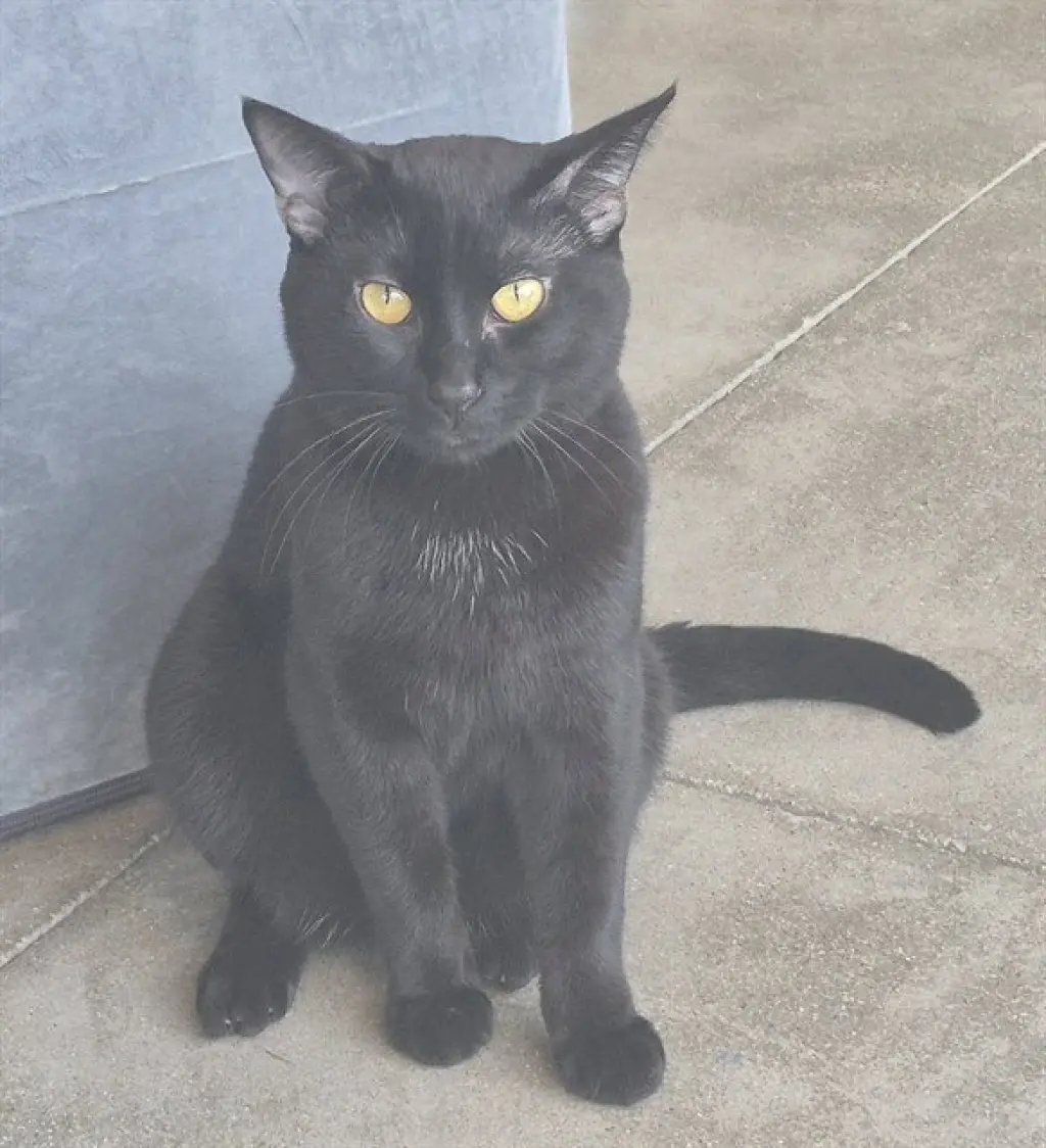 CATSBY