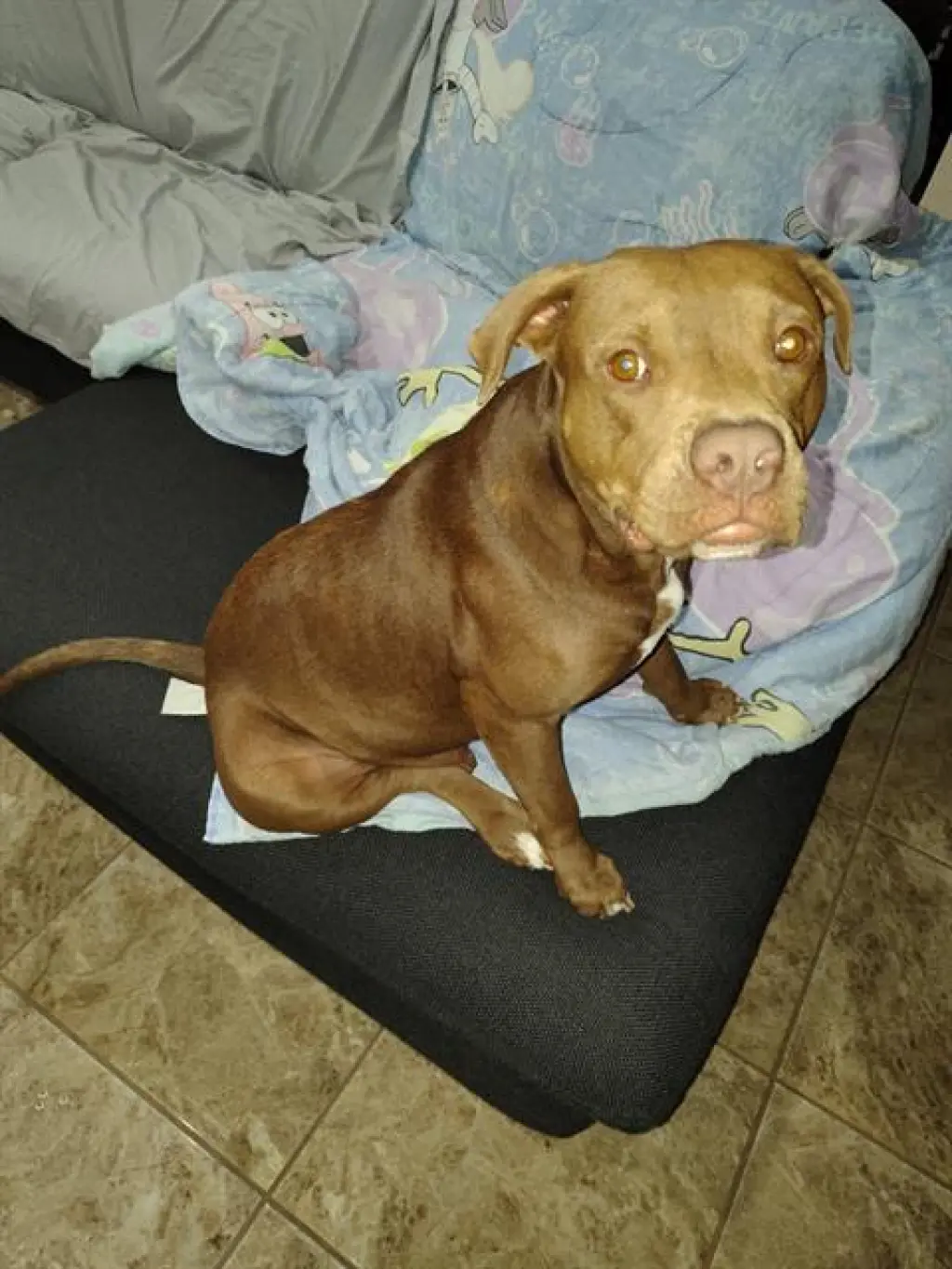 MOCHA