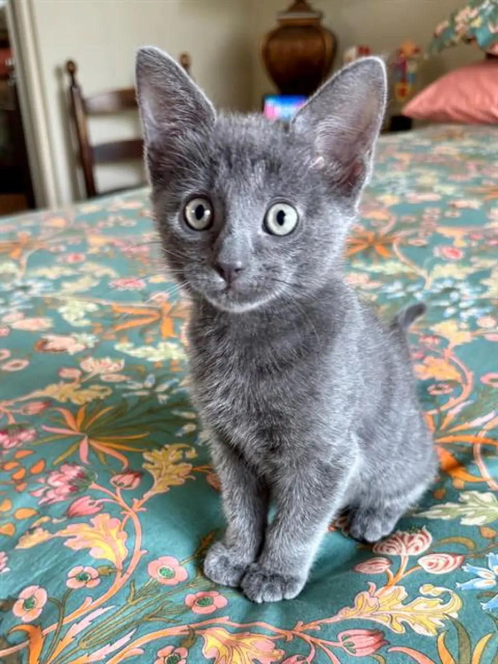 COAL