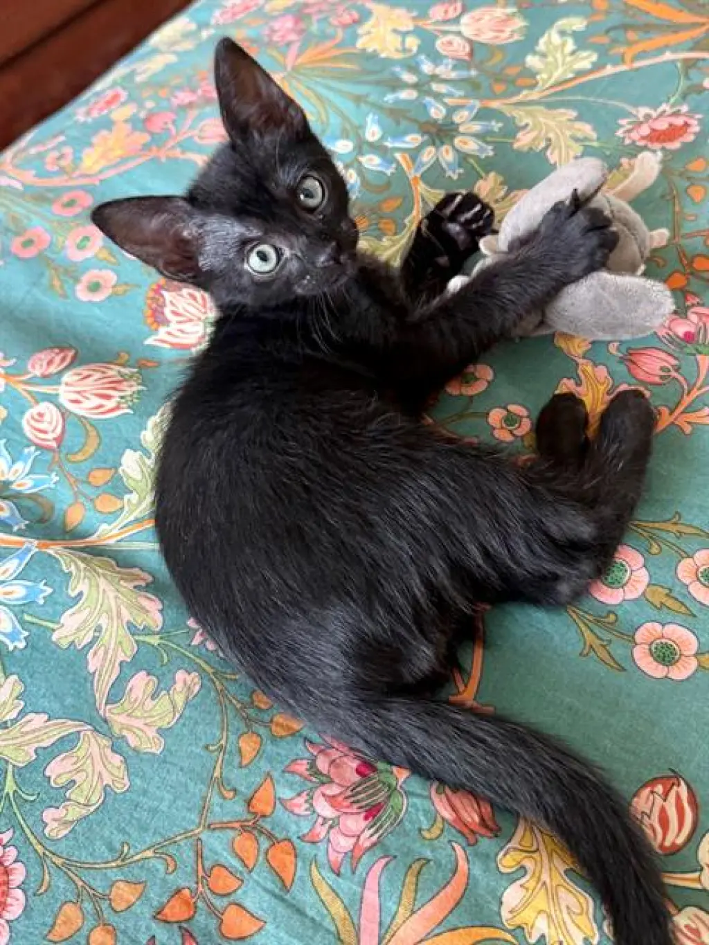 PEPPER