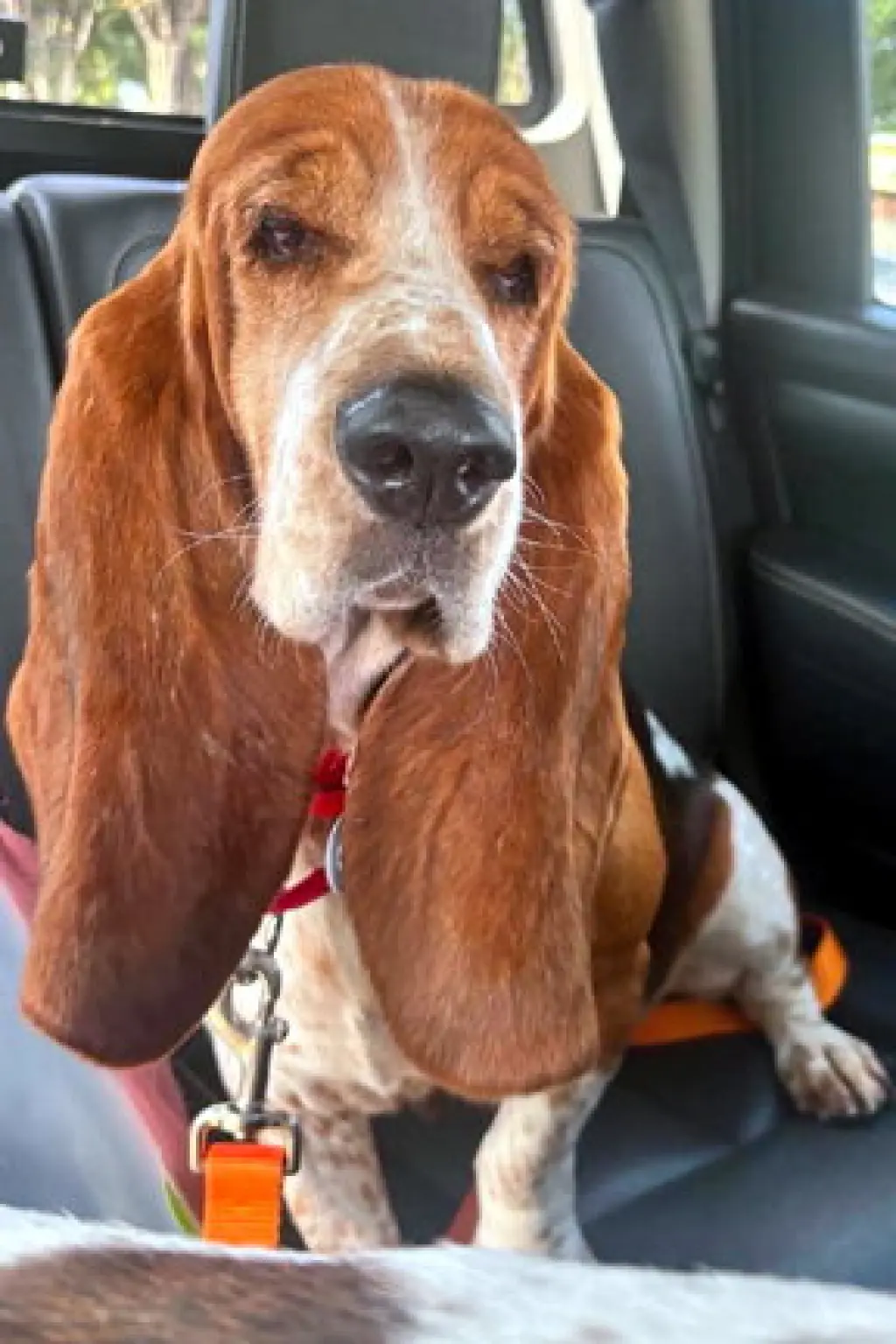 SARAH - ADOPTION PENDING!
