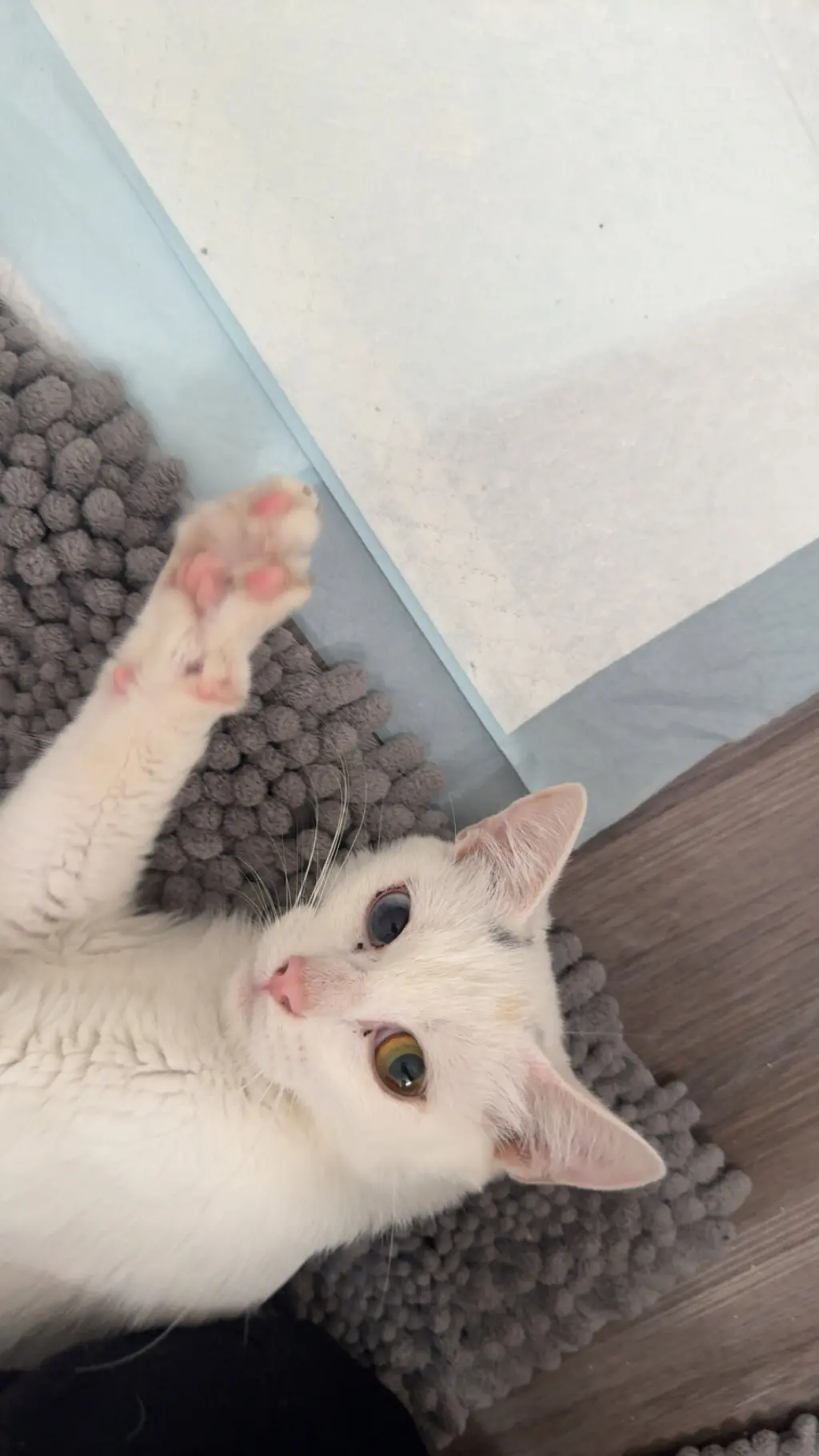 Bunny BONDED with Tuna
