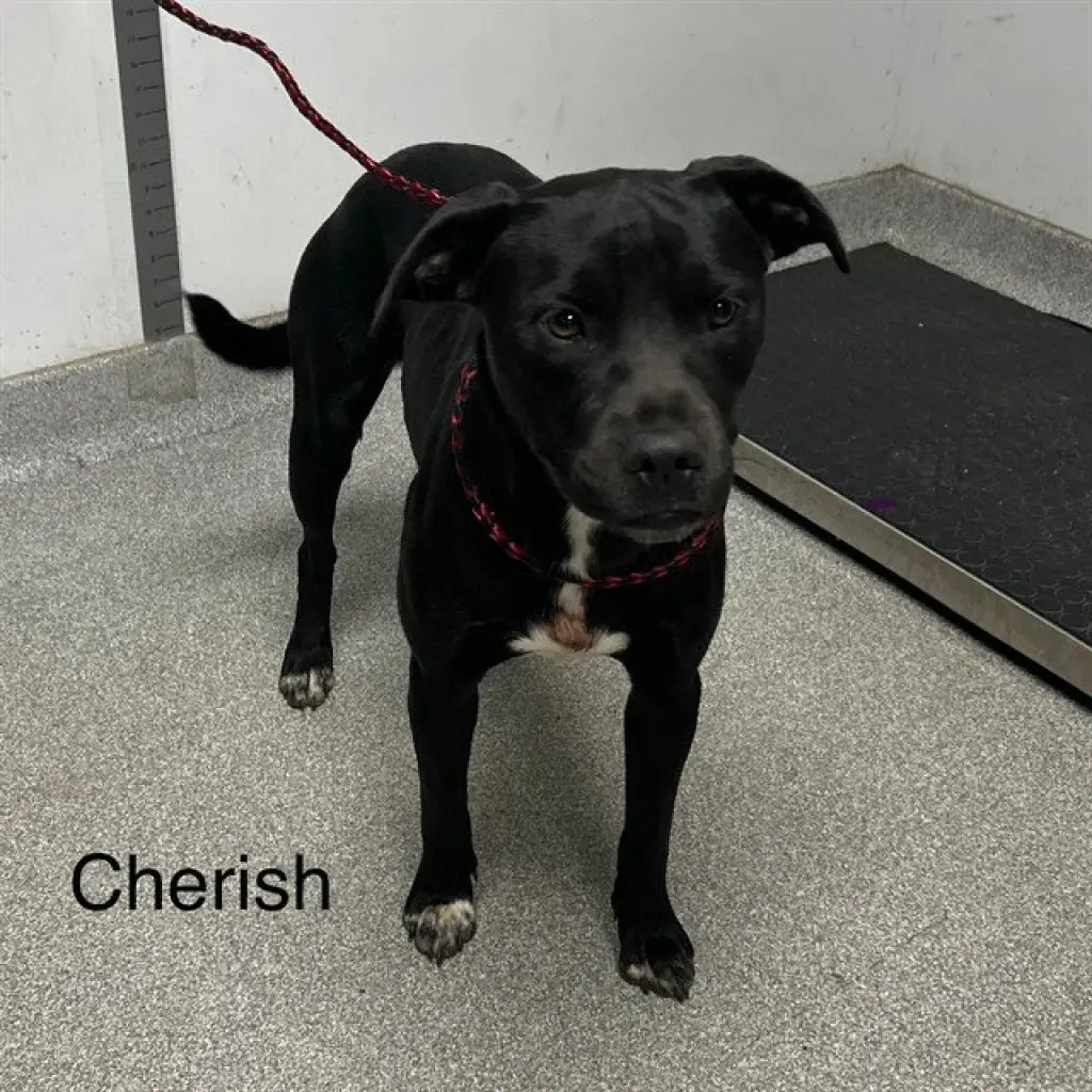 CHERISH