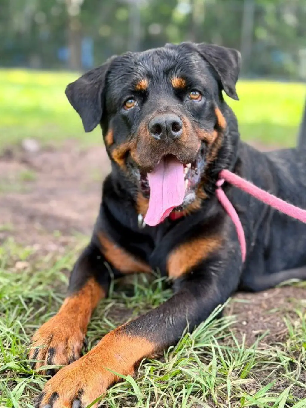 ZOLA