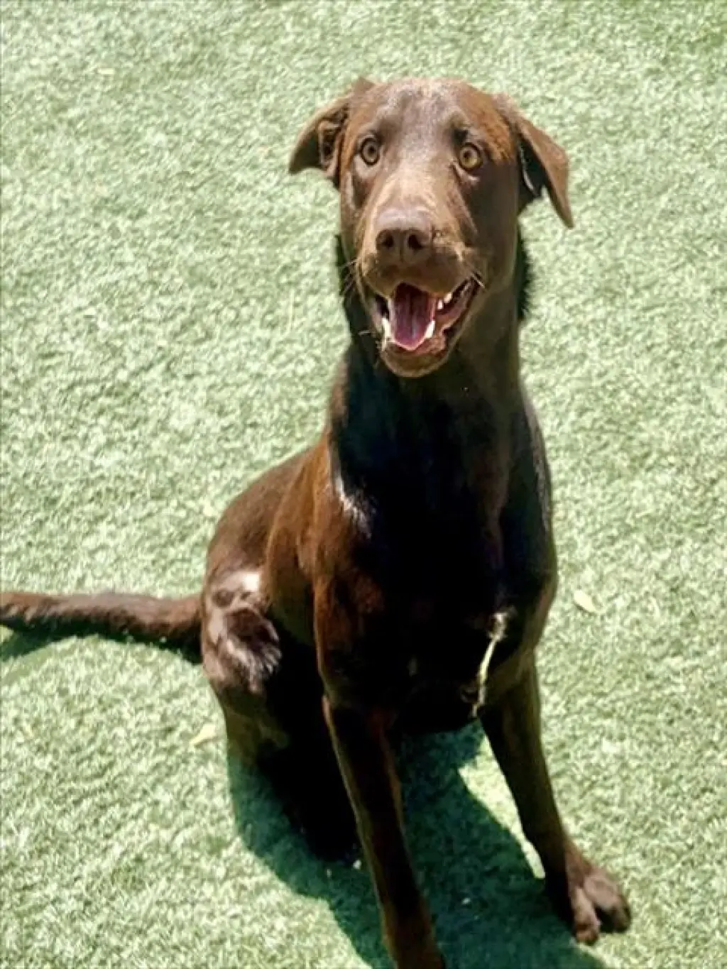 AXEL