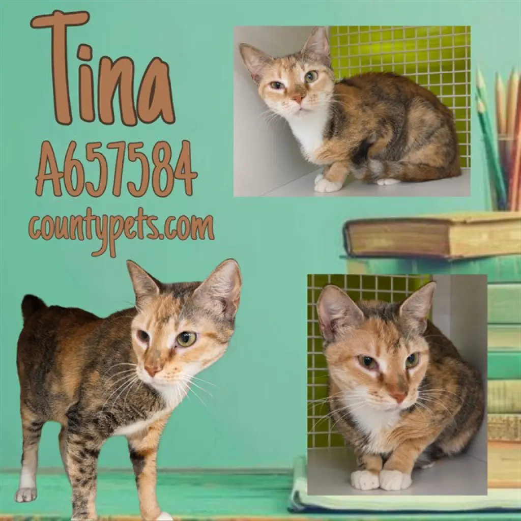 TINA