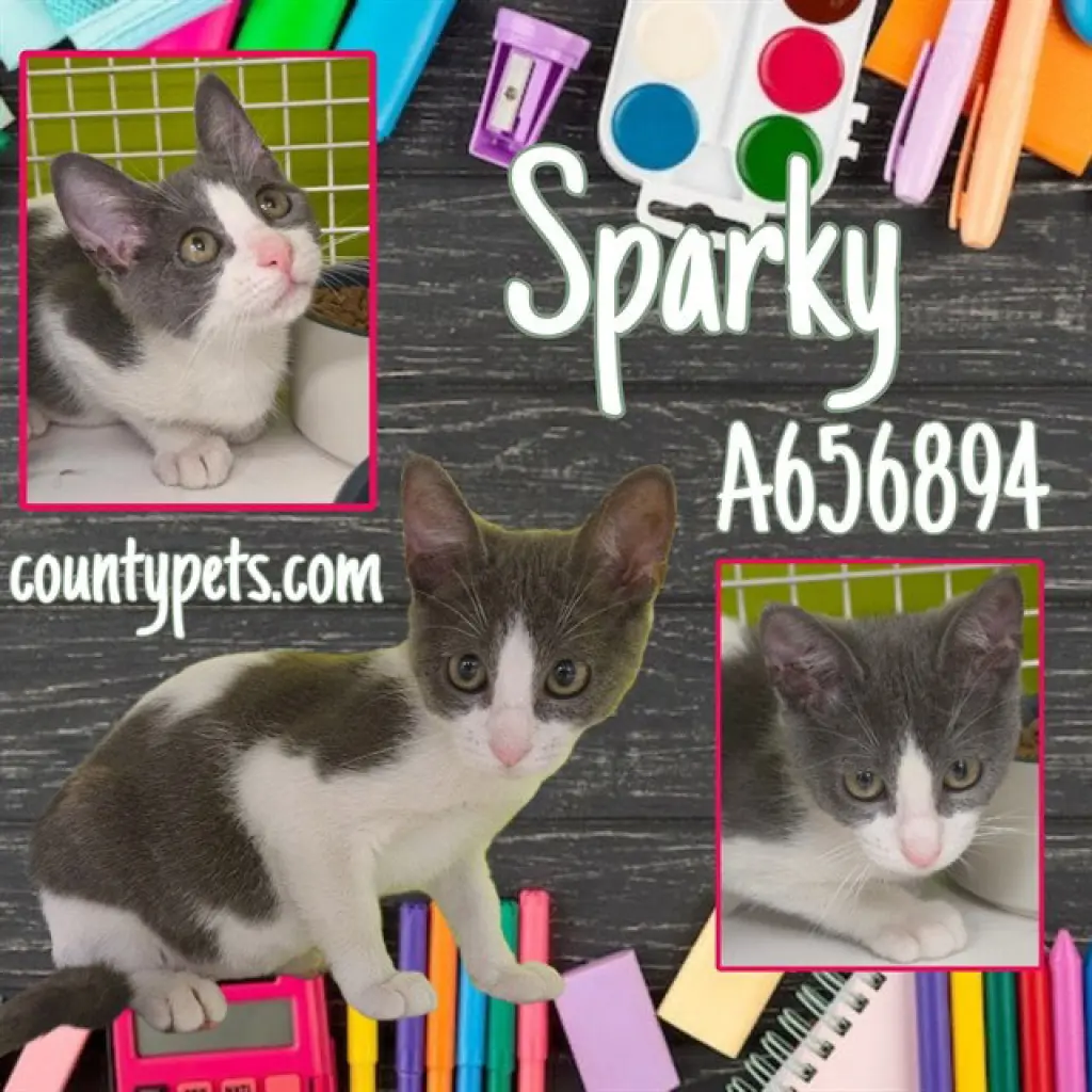 SPARKY