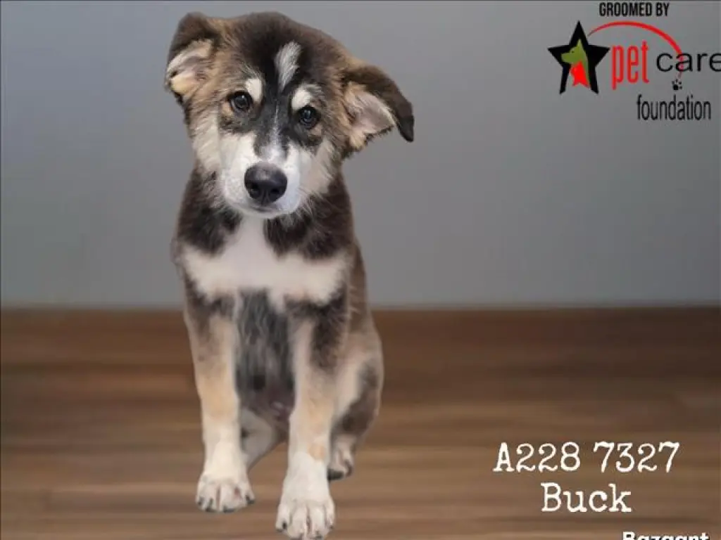BUCK