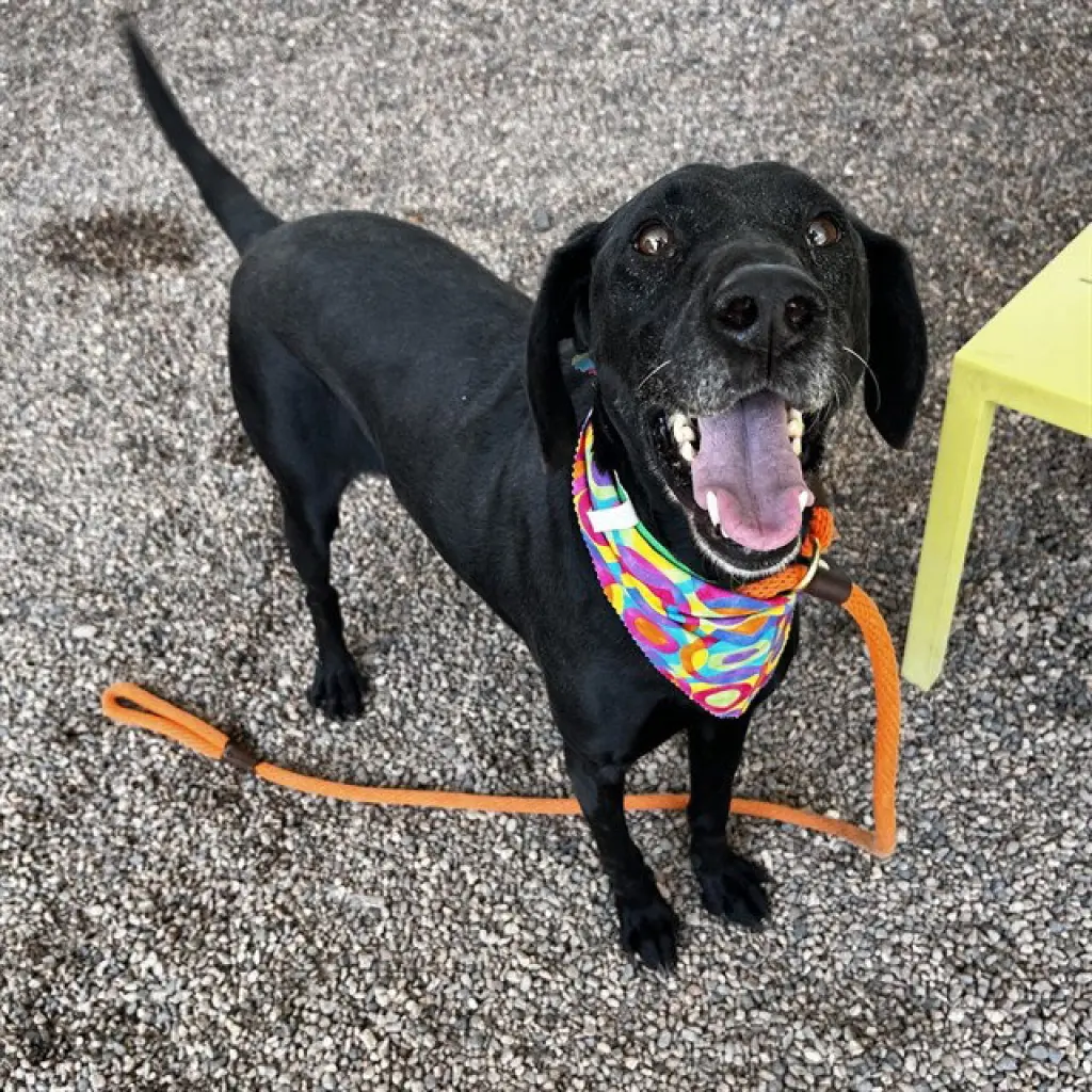 CHARLIE