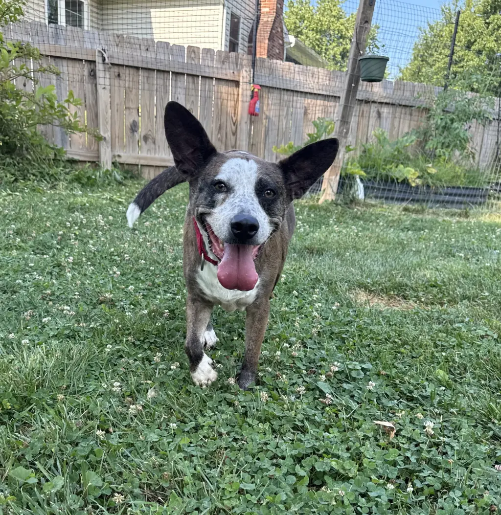 Leo