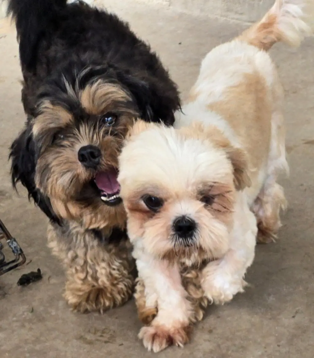 Ginger & Charlie