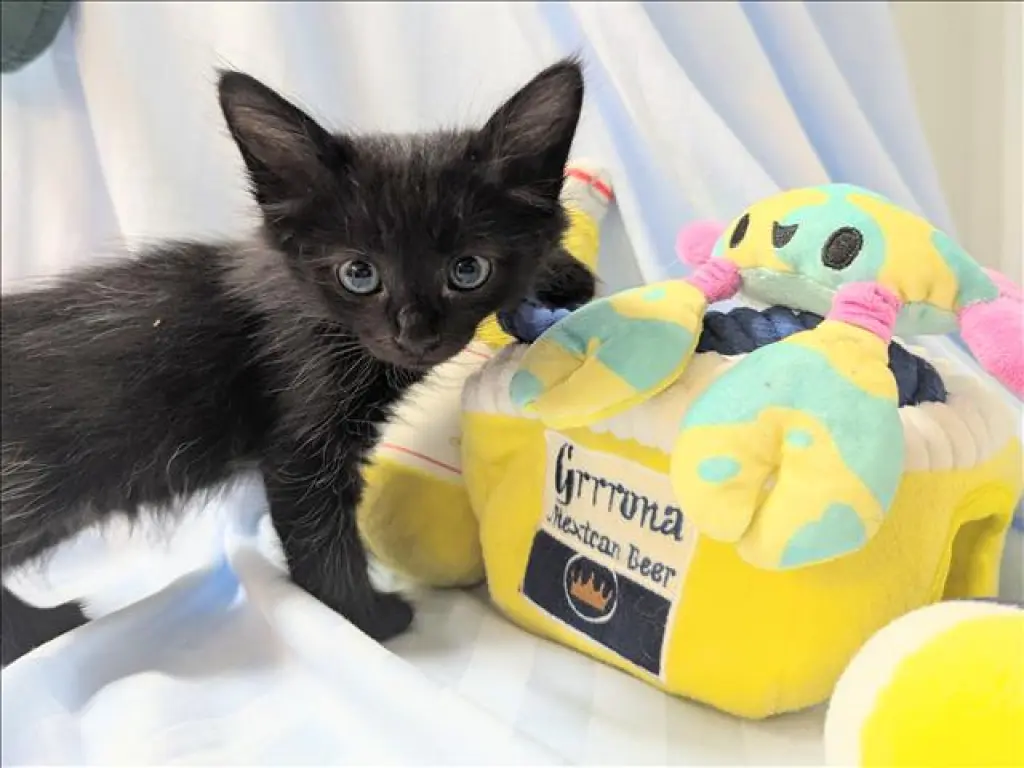 COAL