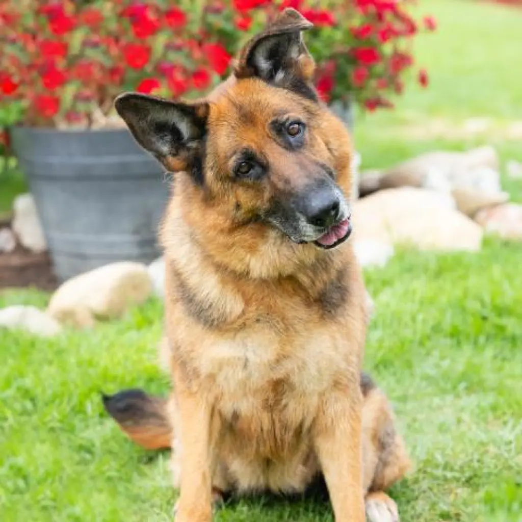 SASCHA