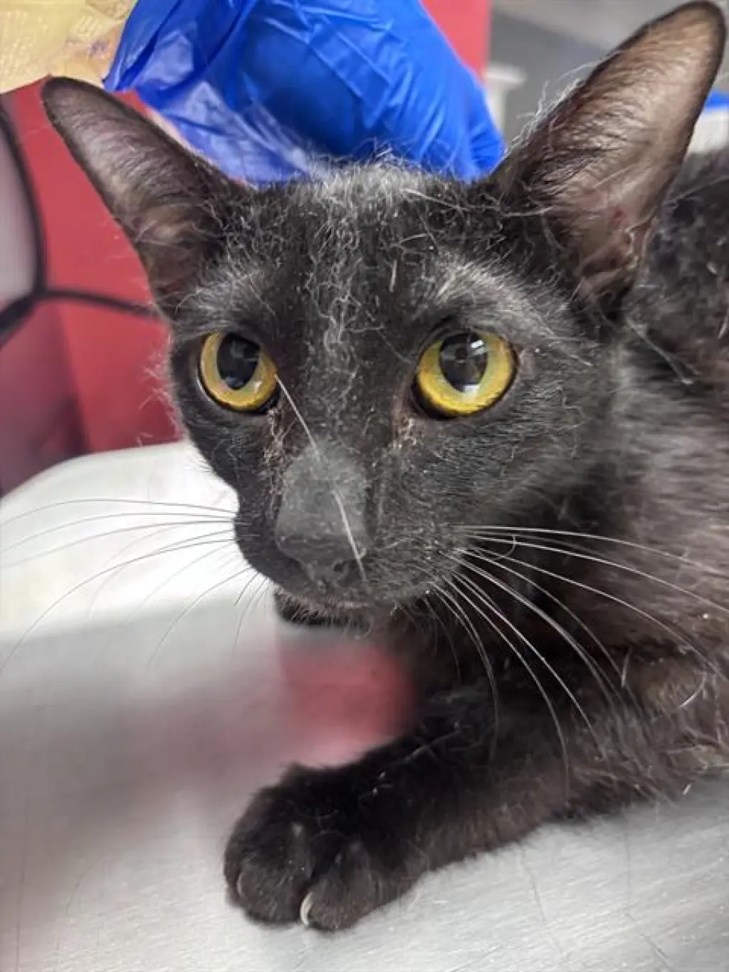 *KIT KAT