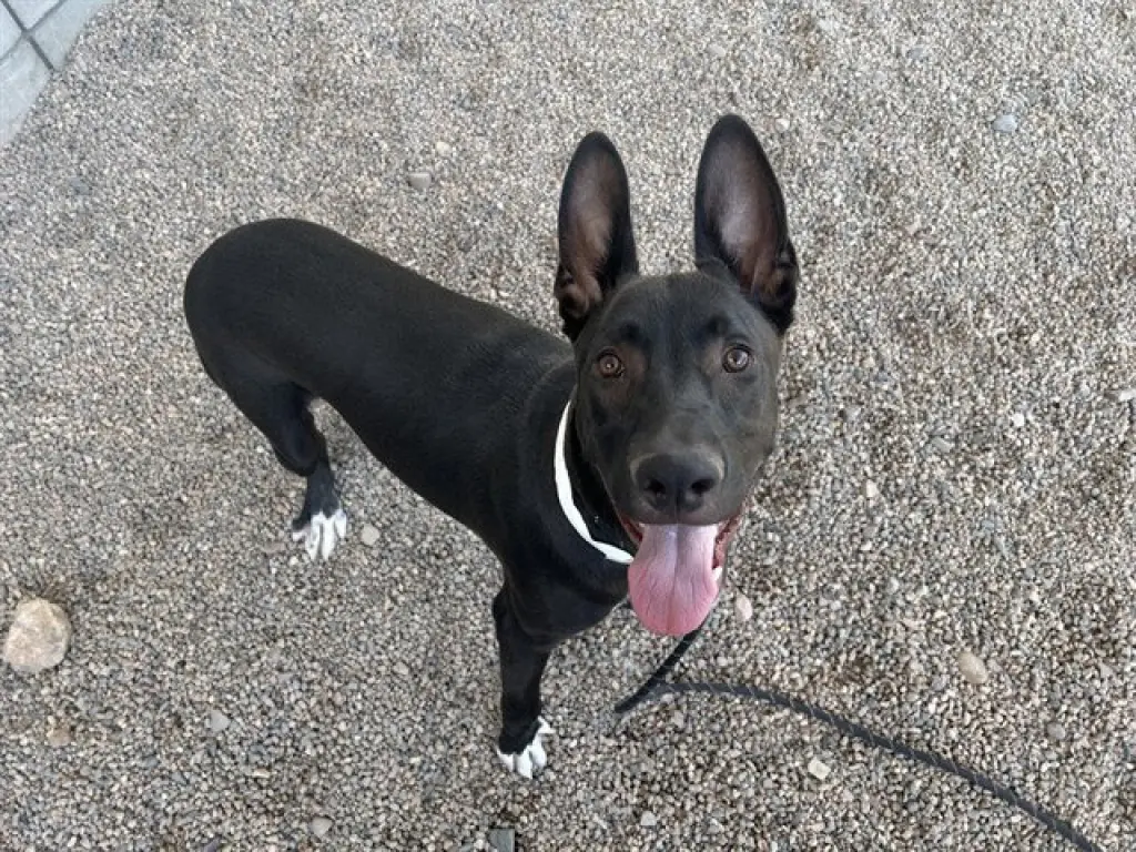 PHARAOH