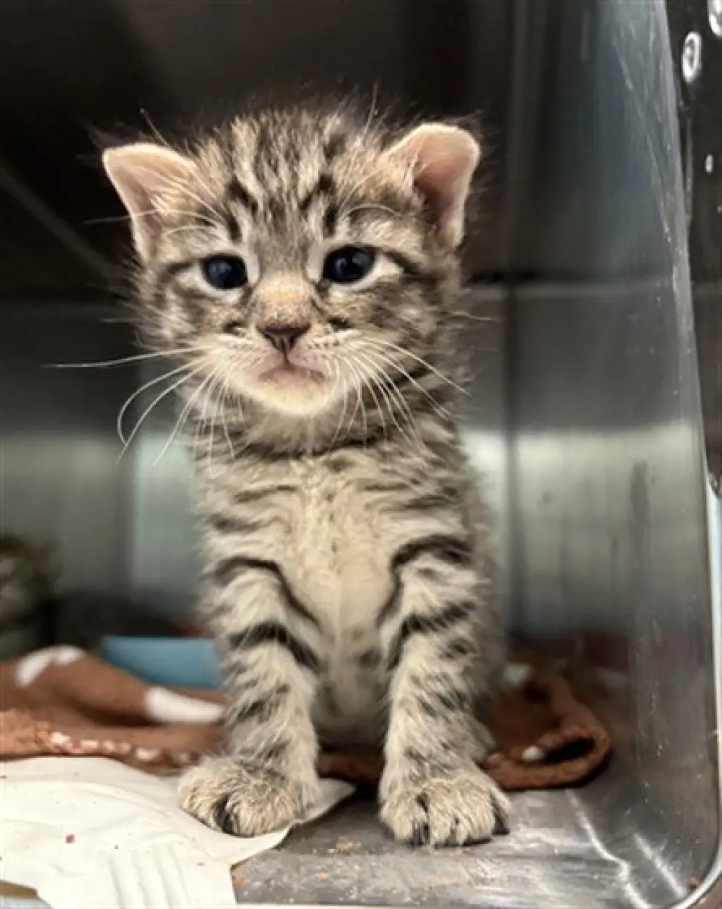 NALA