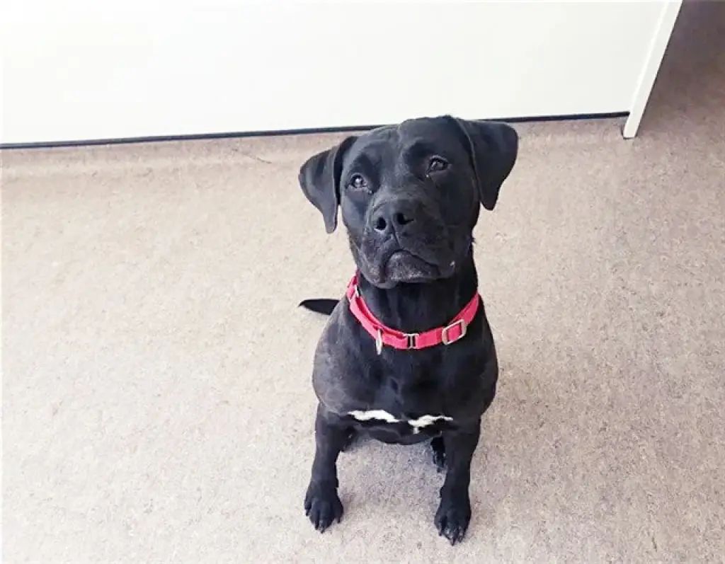 ONYX