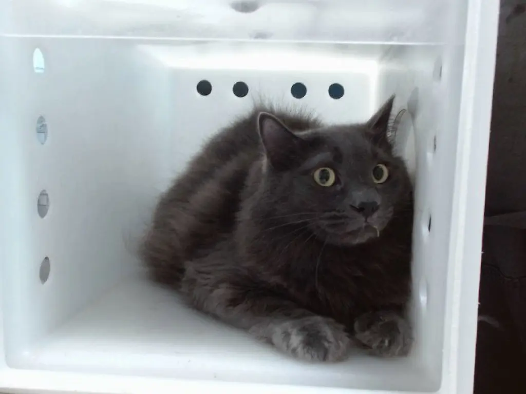 DR.CAT