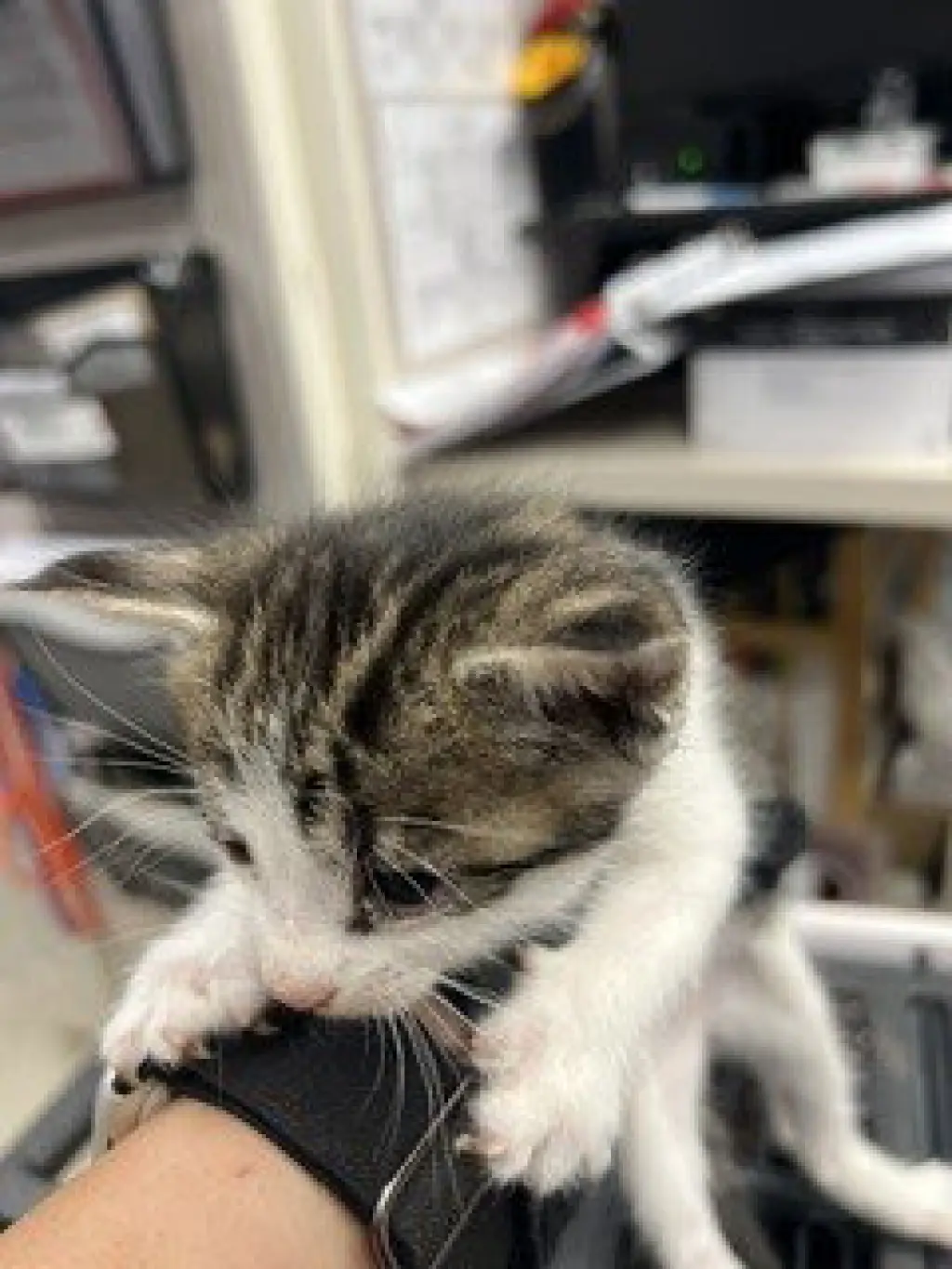 FELIX