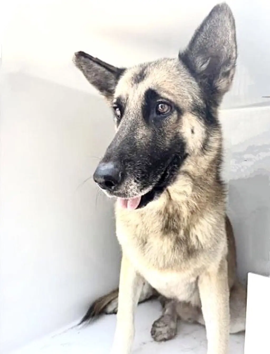 BIG DOG