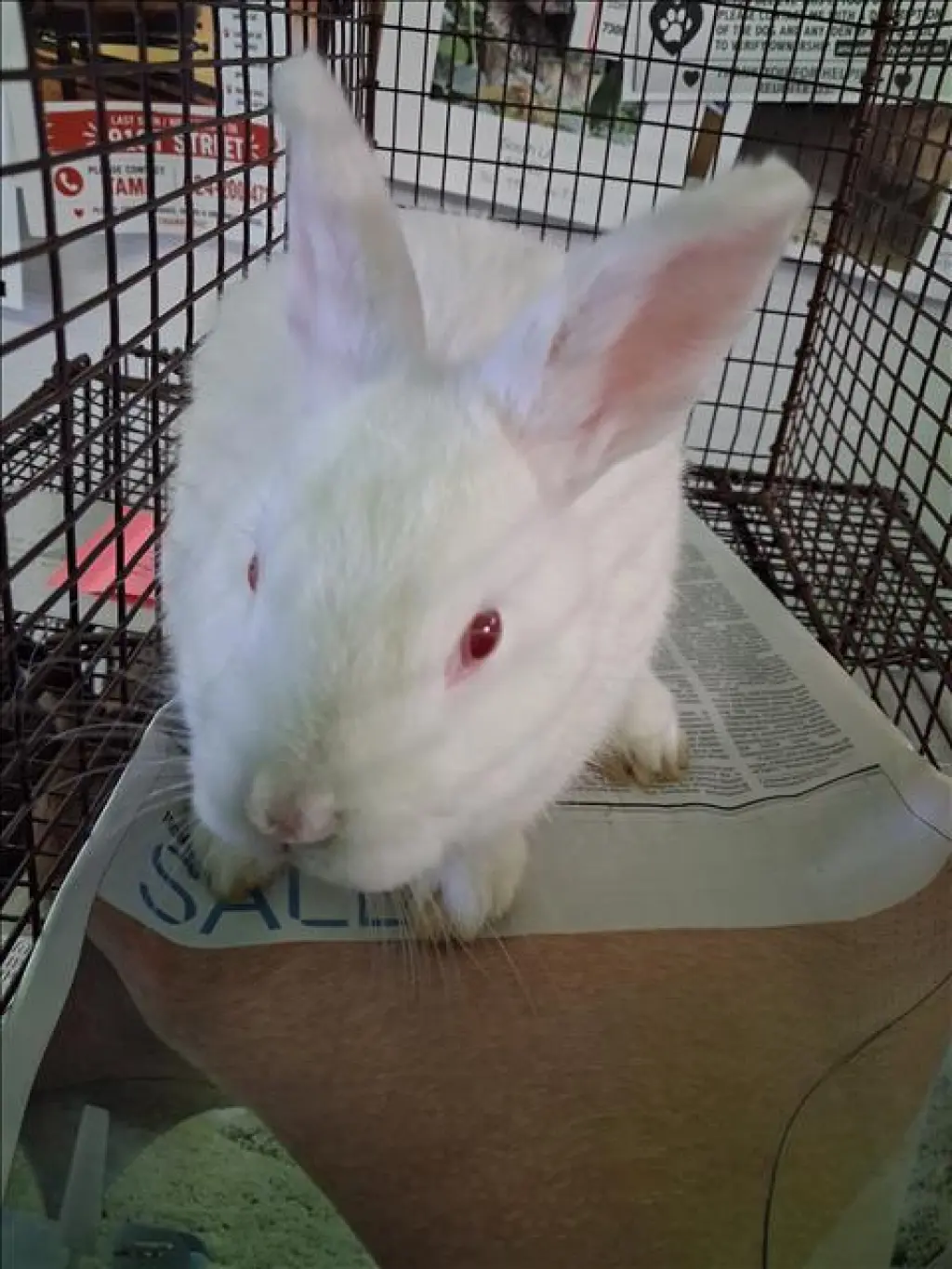 SNOWBALL