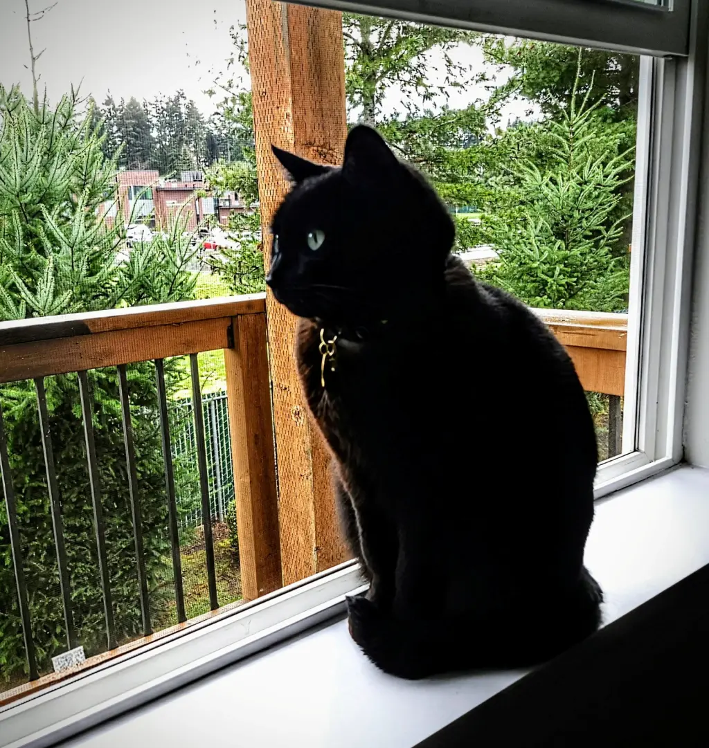 NYXIE #1968 - Offered by Owner