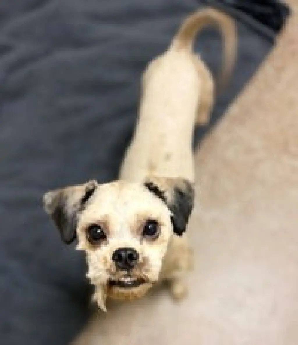 Chewy