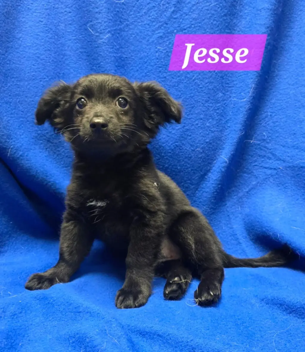 Jesse