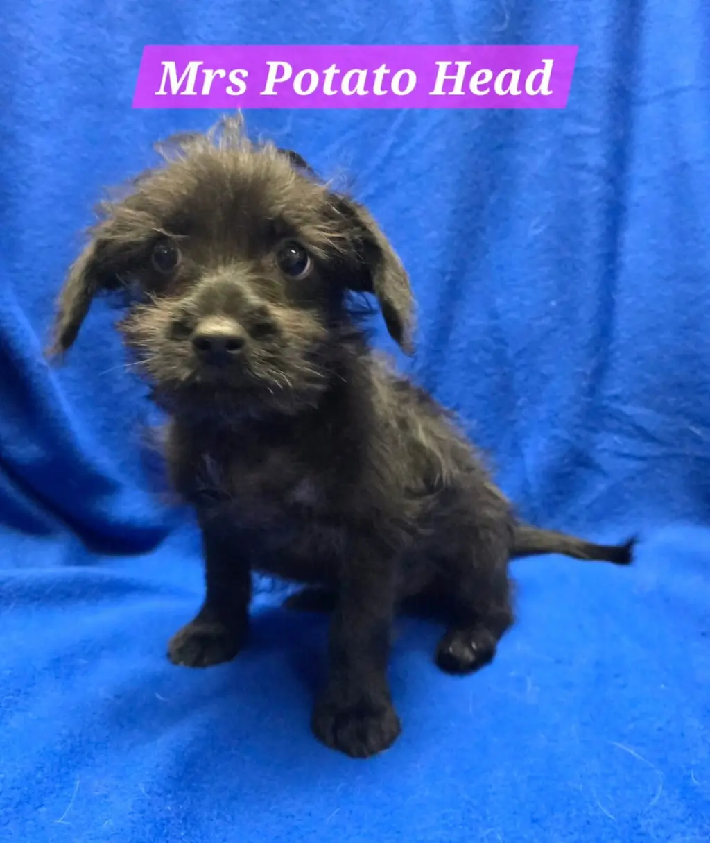 Mrs Potato Head