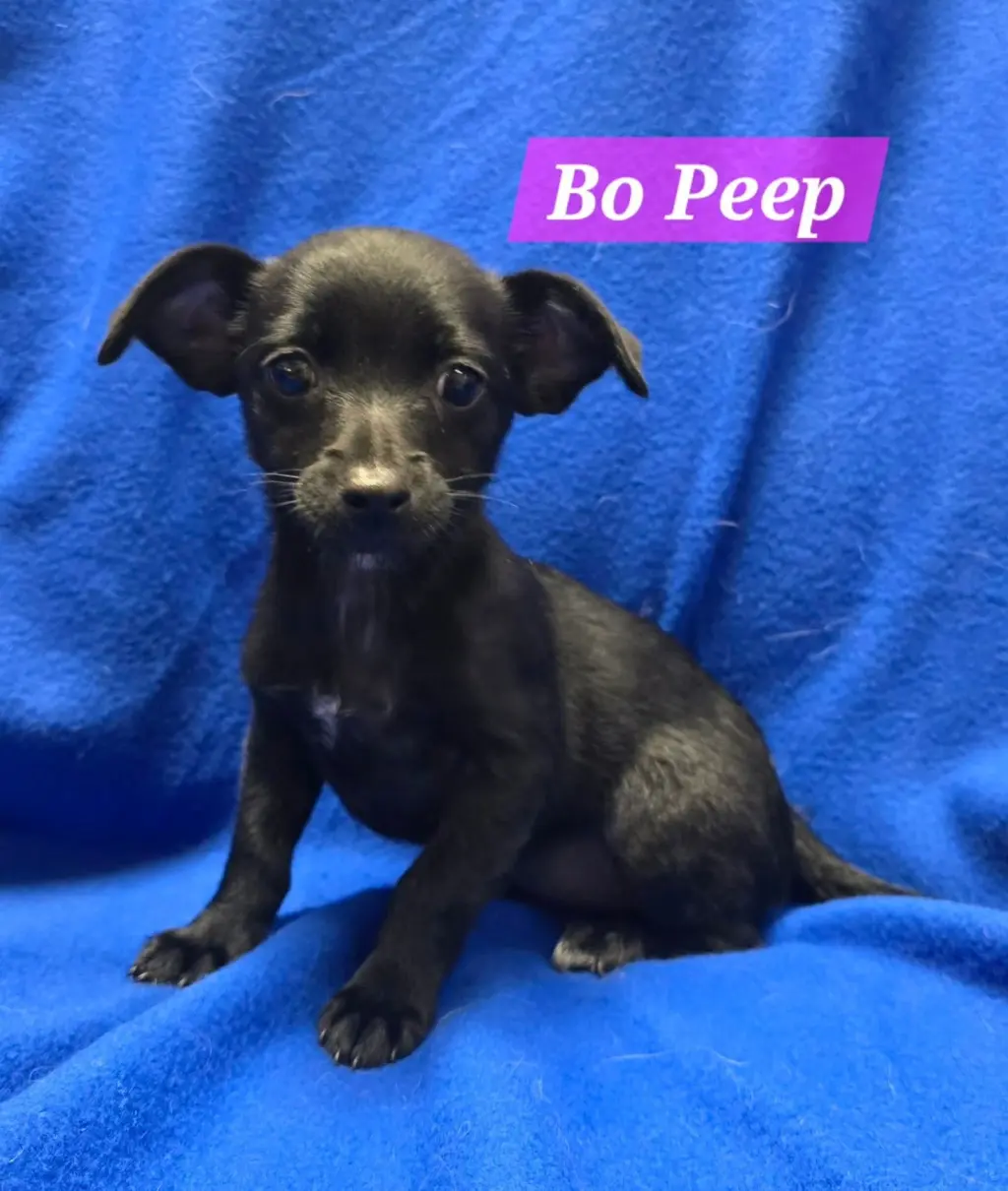Bo Peep