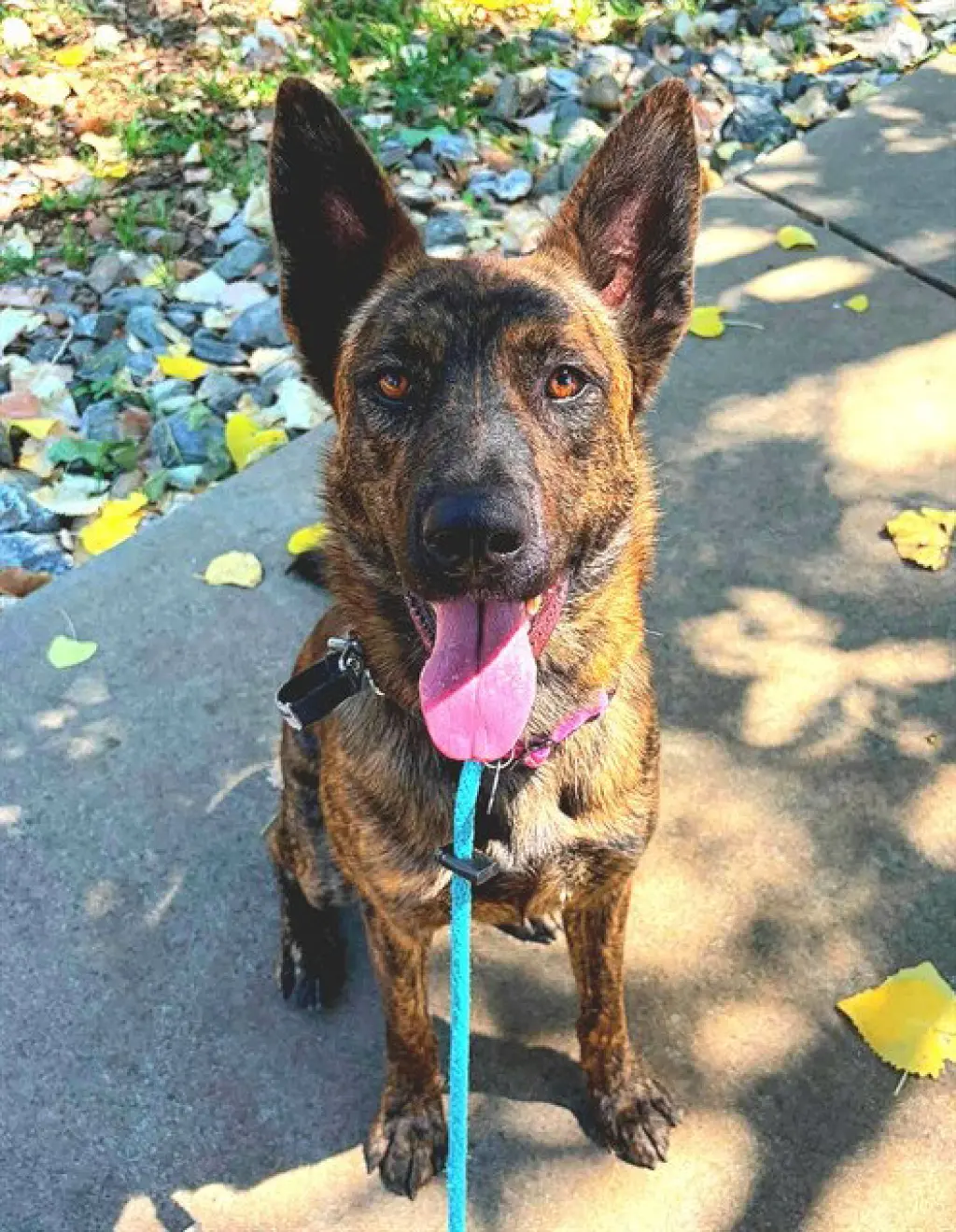 STELLA