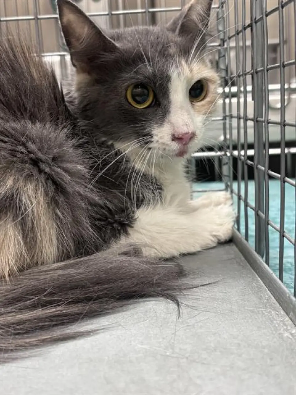 *KIWI COOKIE
