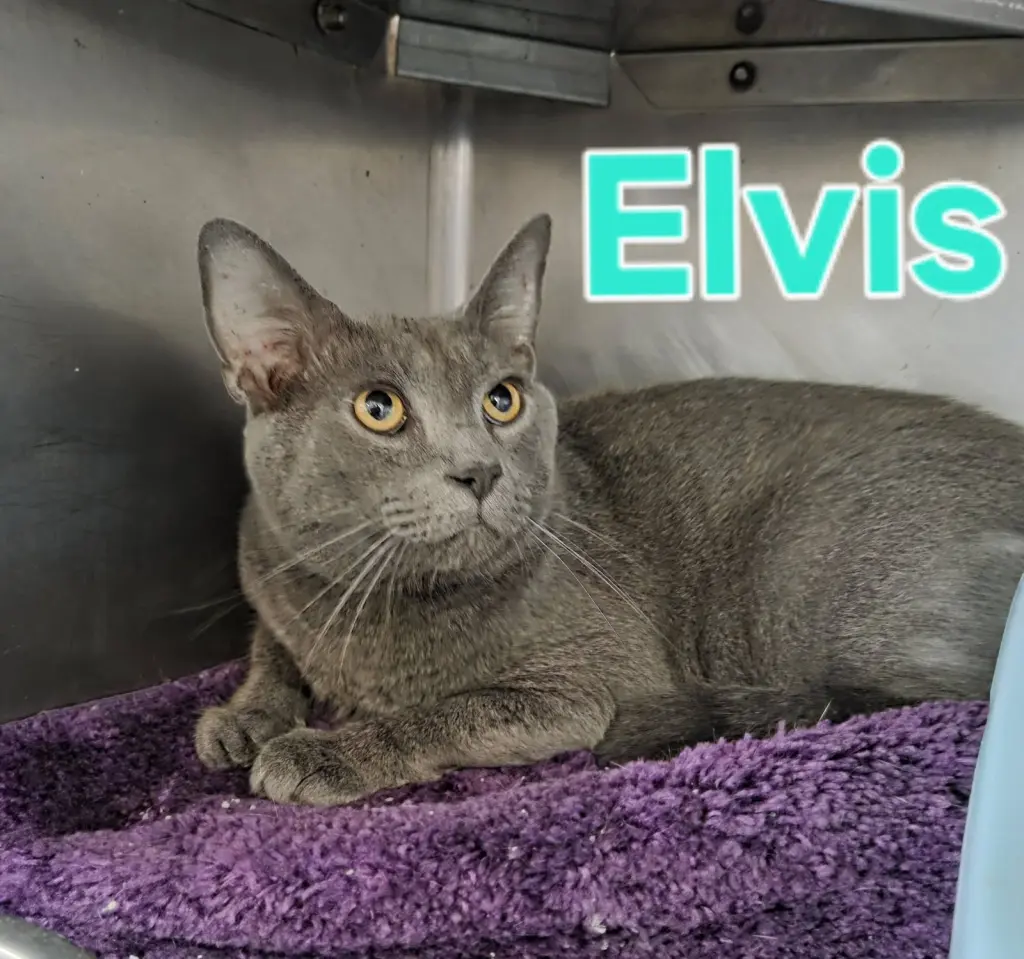 Elvis