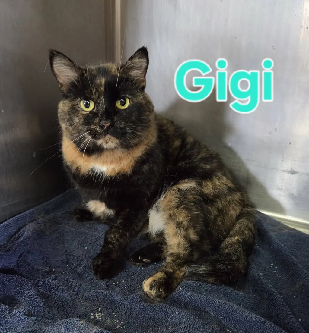Gigi