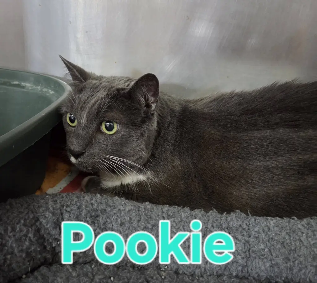 Pookie