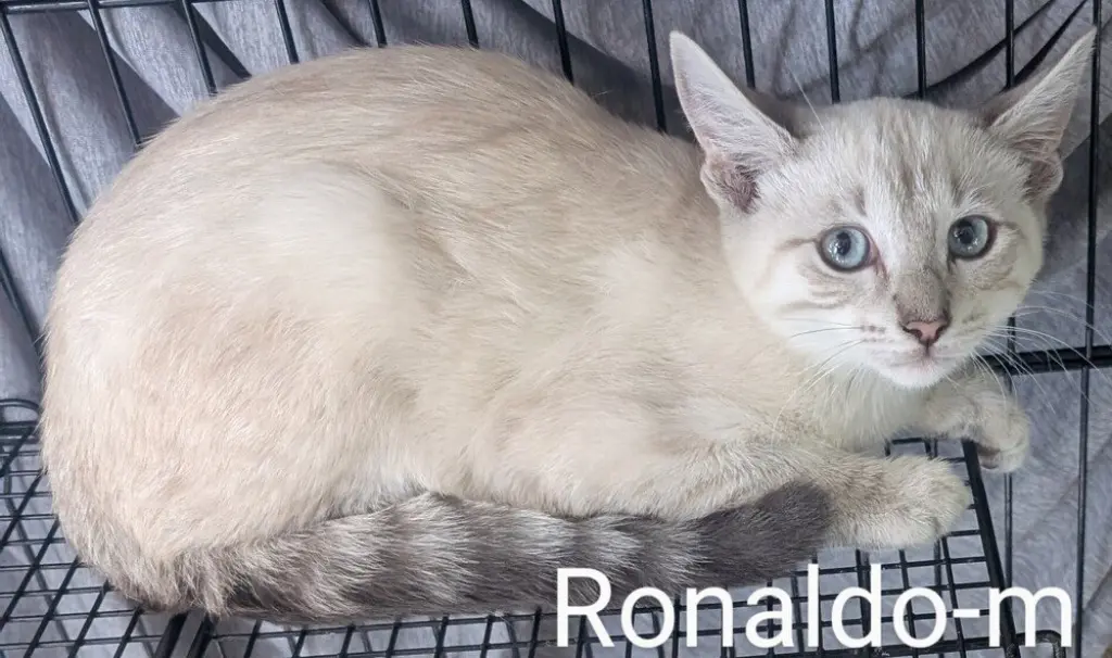 Ronaldo