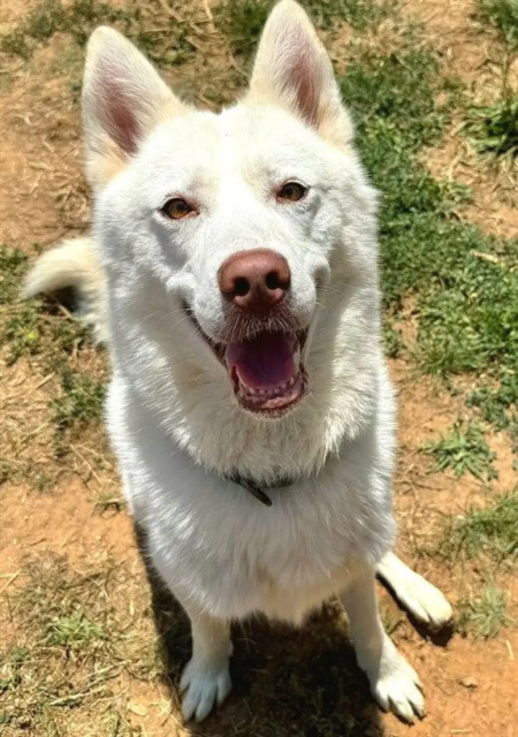 CARLOS