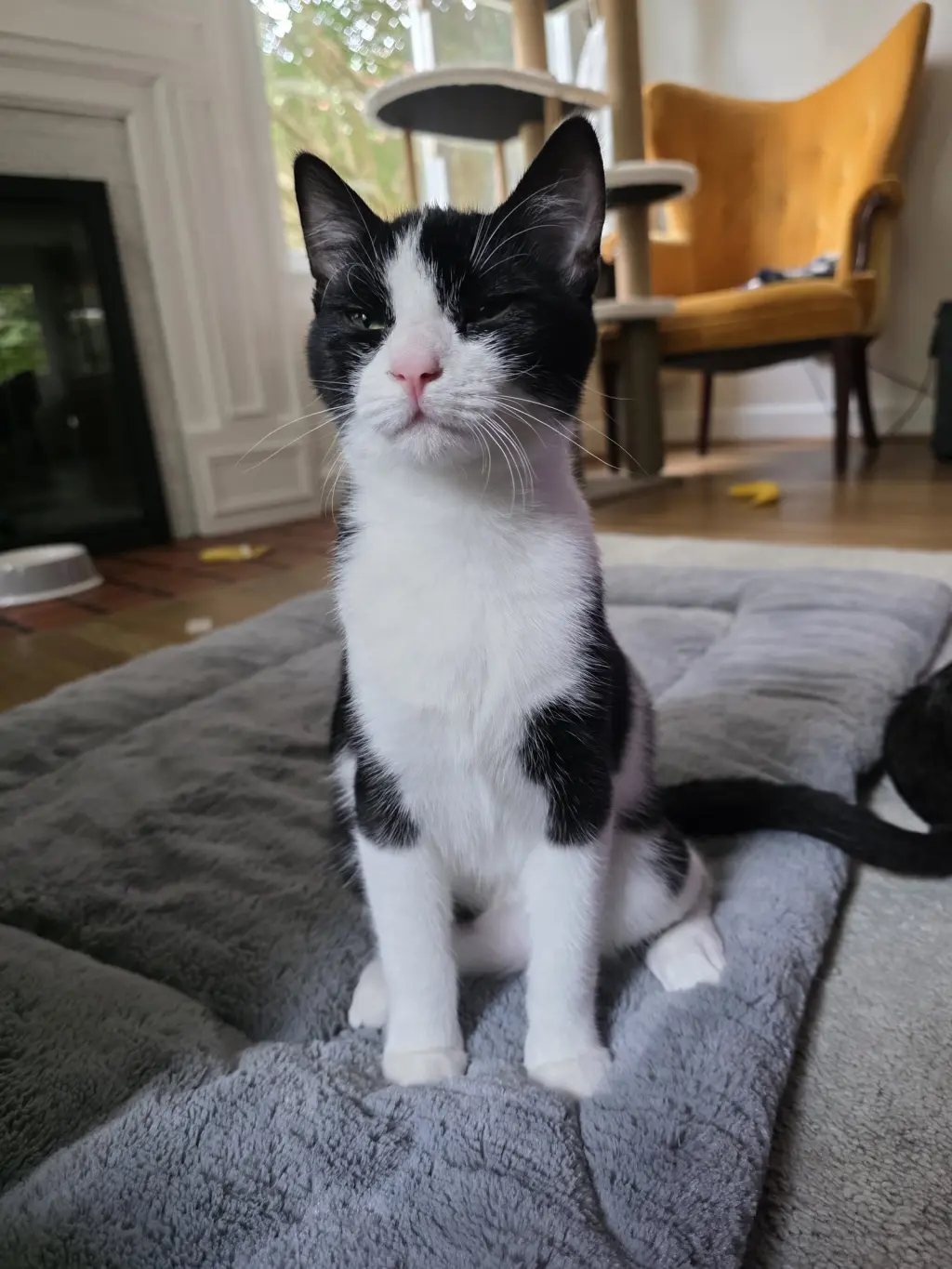 Hewey