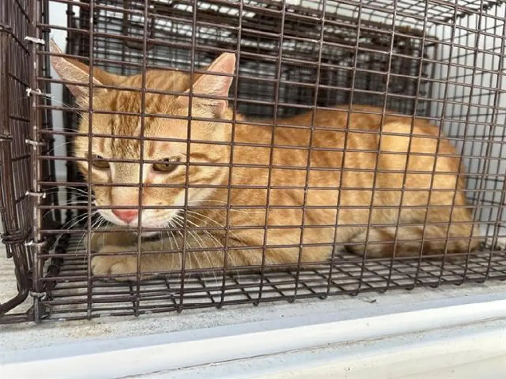 GARFIELD