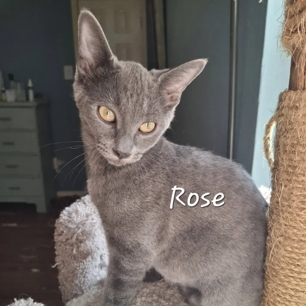 Rose #lap-cat