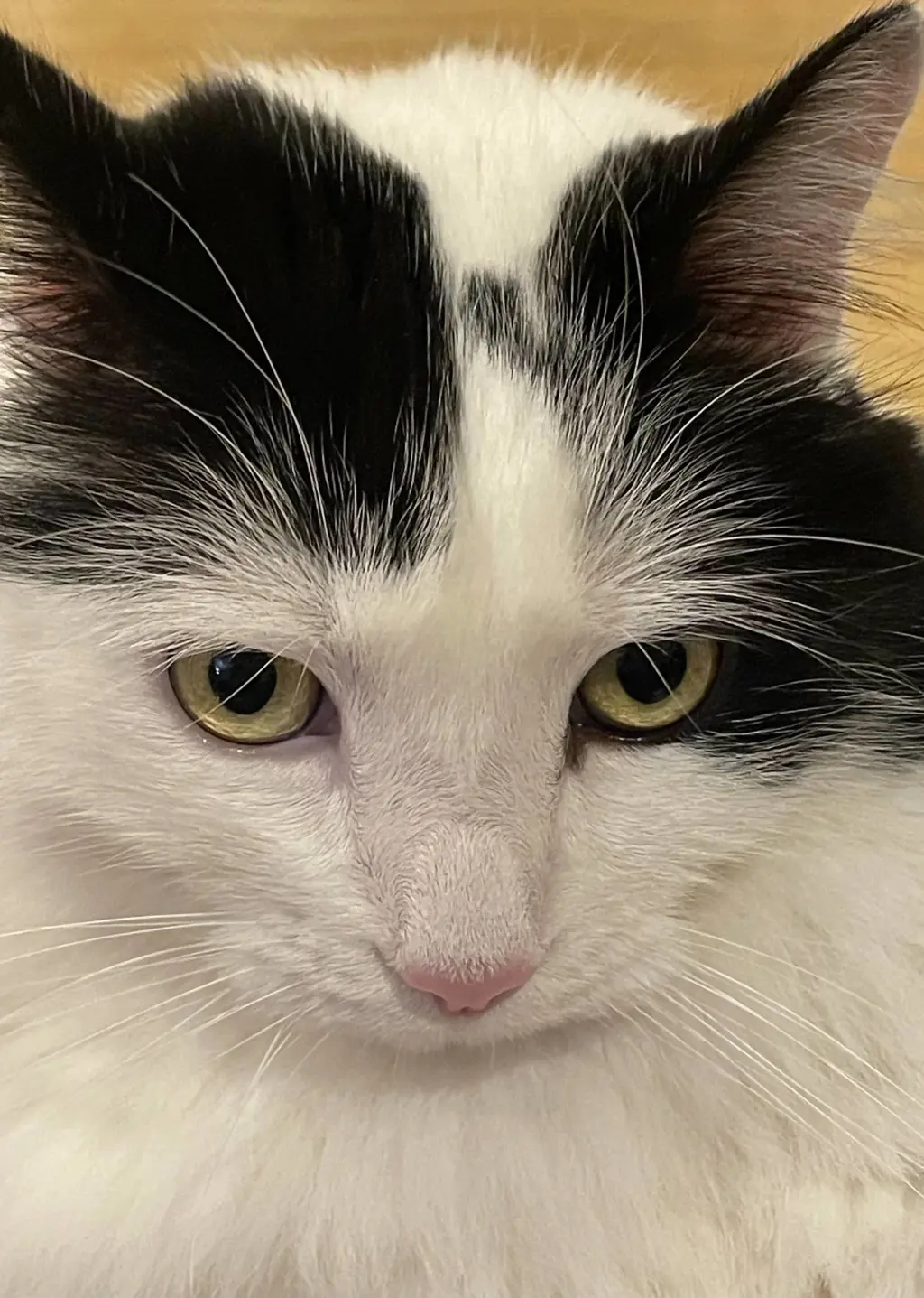 Oreo (Courtesy Post)