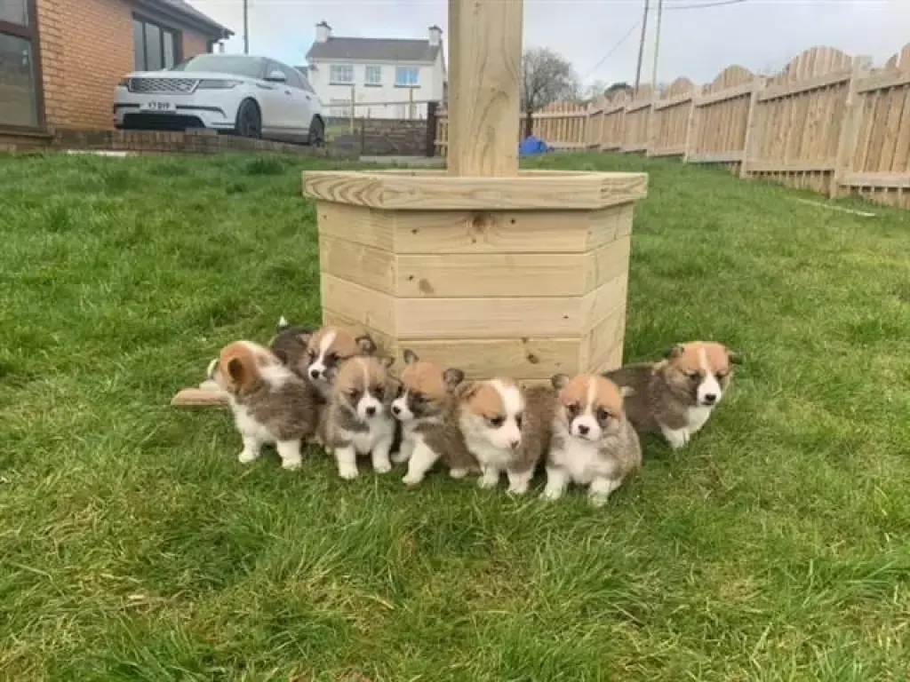 pembroke corgi puppies