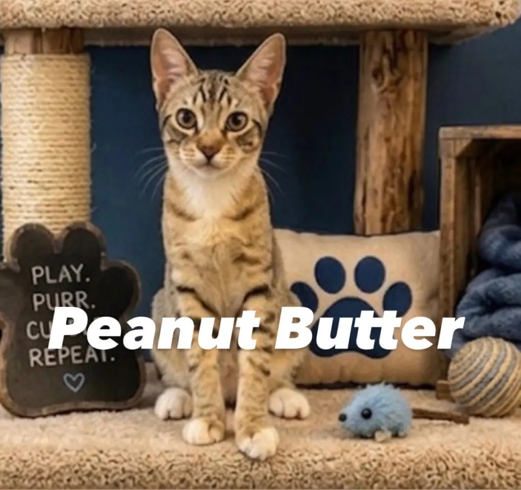 Peanut Butter