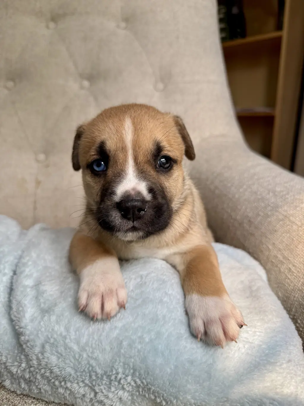 Henrietta - Nuggets litter