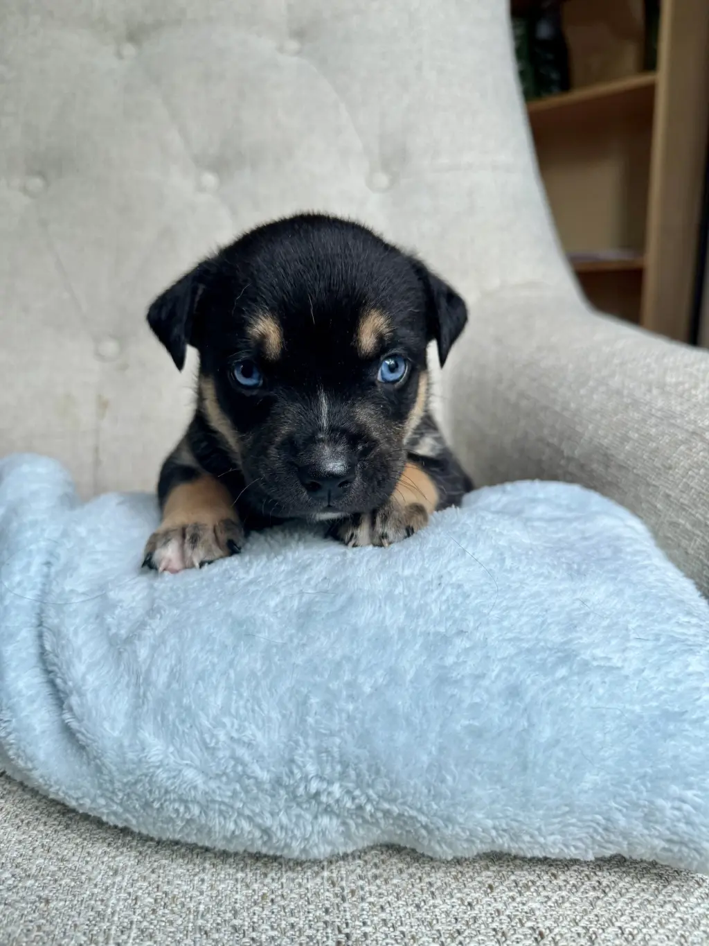 Georgie- Nuggets Litter