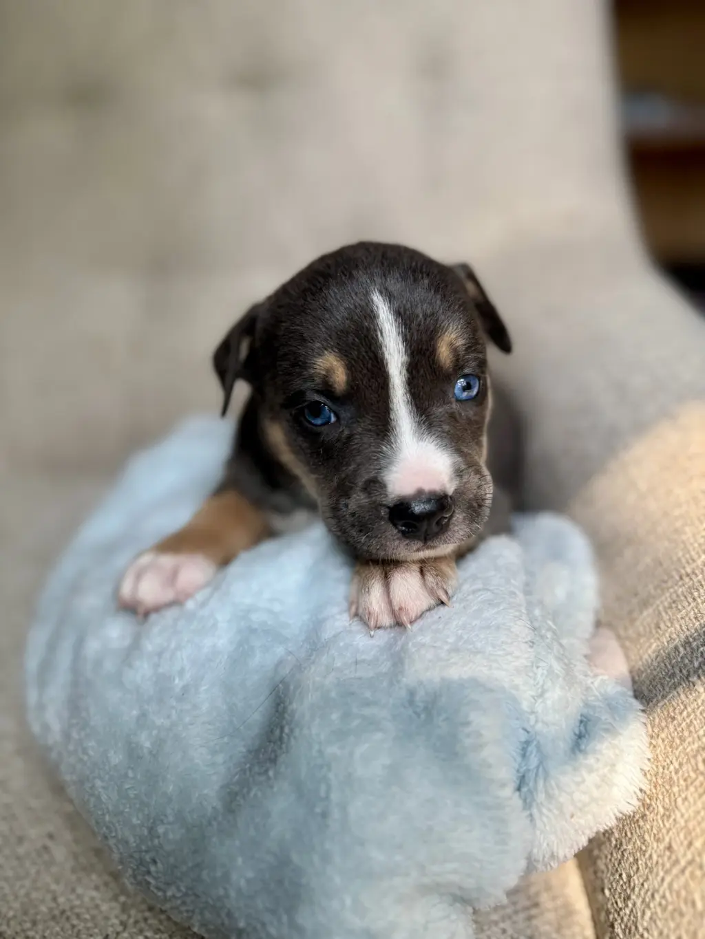 FitzGerald- Nuggets litter
