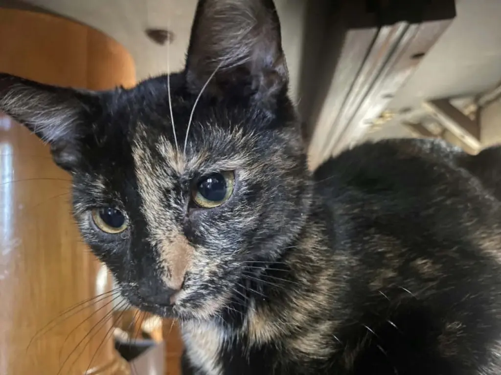 Tulip (foster cat)